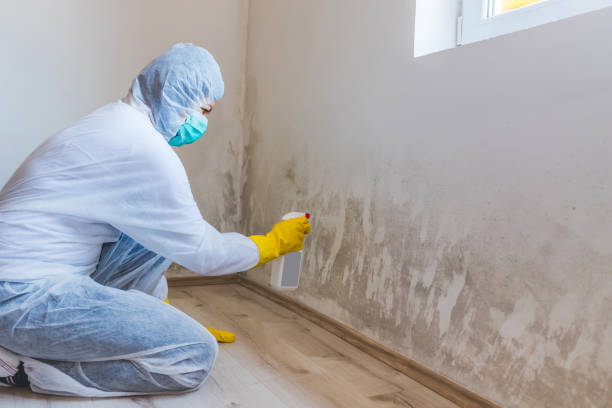 Licensed Basement Mold Remediation service in Yorktown, VA - Cheap Mold Removal