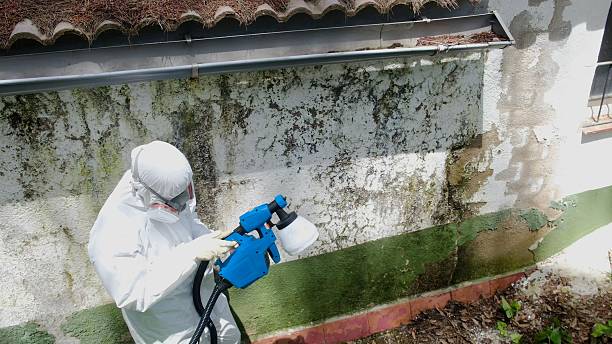 Trusted Basement Mold Remediation service in Yorktown, VA - Cheap Mold Removal